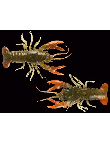 Huddle-bug color HP Lake Mead Special...