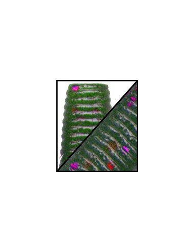 Senko 5" color 329 Watermelon Purple FLK