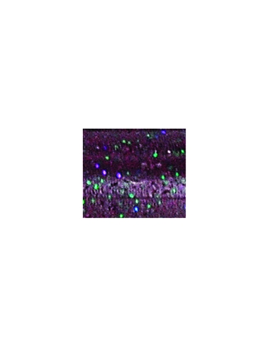 Hula Grub 5" Doble Cola color 388 Dirty Plum