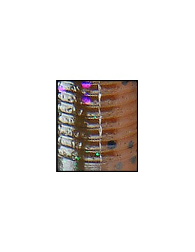 California Roll color 926