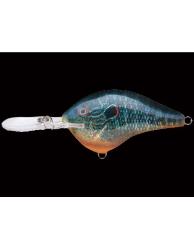 DT 04 color Live Pumpkinseed