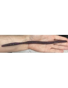 Oki Worm 10" color 415 Plum... 2