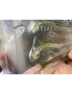 Cramp Shad 4,5" color 07... 2