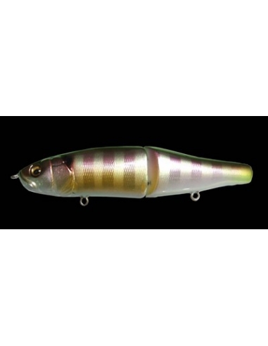 XS-Limberlamber color Gill