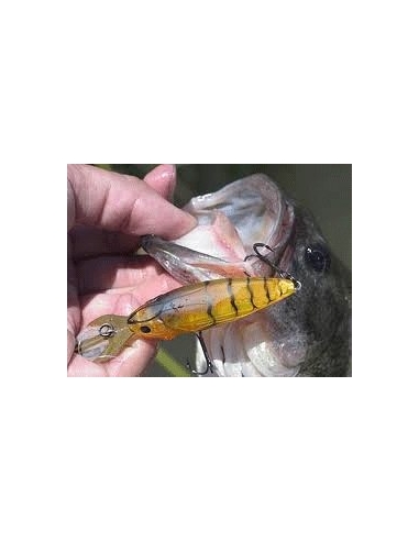 Bait-X color Ito Shrimp