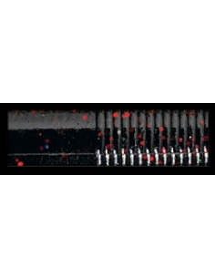Triple Ripple Craw Trailer color Black Red