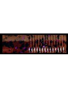 Triple Ripple Craw Trailer color Cinnamon Purple