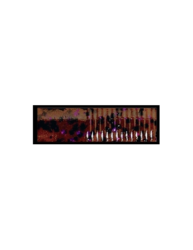 Triple Ripple Craw Trailer color Cinnamon Purple
