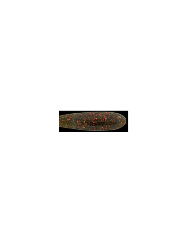 Dethadder Hog 3" color Watermelon Red