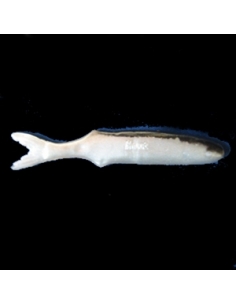 Shadow 5 -1/2" color Threadfin Shad