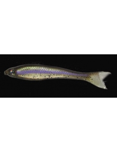 Fat Minnow SJB 4,5" (113mm) color Trout