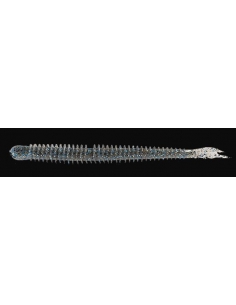 Live Impact 4" (100mm) color Blue Gill