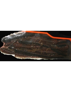 Hog Impact 4" Castaic Choice