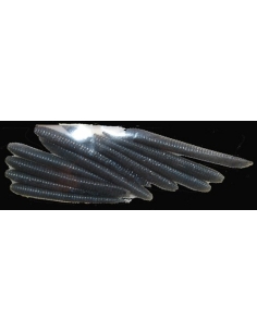 Minnow Shape 3" (75mm) color Smoke-Pro Blue Natural
