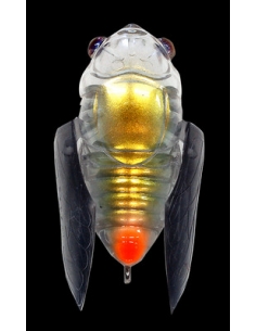 Grand Siglett color Skeleton Sirius