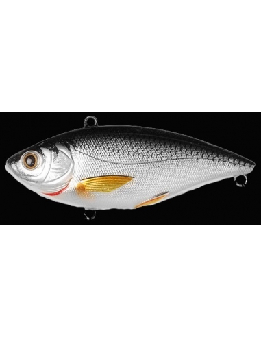 Golden Shiner color Silver Black
