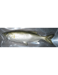 Grass Minnow color Ayu