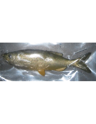 Grass Minnow color Golden Minnow