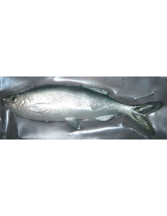 Grass Minnow color Blue Green