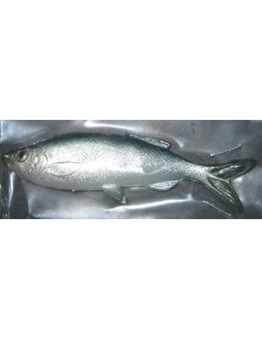 Grass Minnow color Blue Green
