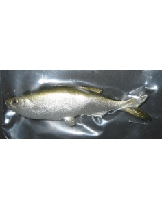 Grass Minnow color Silver Green