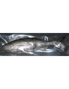 Grass Minnow color Phantom Smoke