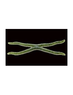 Wavy Twin 4" color Watermelon Seed