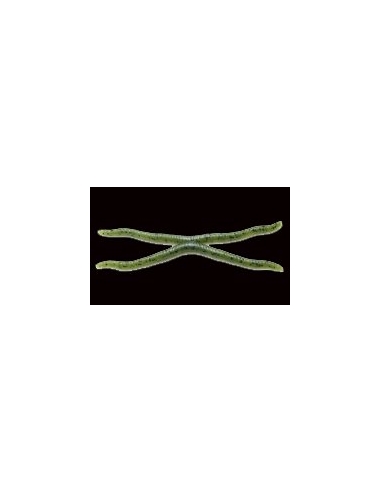 Wavy Twin 4" color Watermelon Seed
