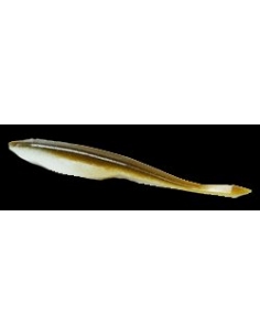 5" D-Shad color Olive Shad