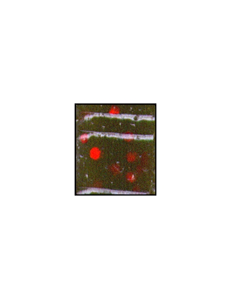 Fat Ika color 318 green pumpkin red