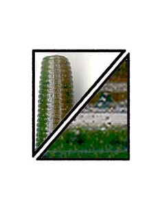 Senko 5" color 912 green pumpkin watermelon laminado