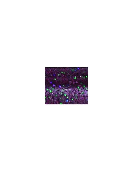 Hula Grub 5" Doble Cola color 388 Dirty Plum
