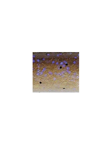 Senko 5" color 973 Electric Shad