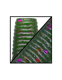 Senko 4" color 329 Watermelon purple
