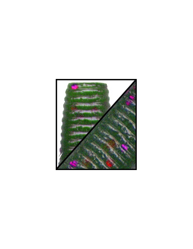 Senko 4" color 329 Watermelon purple