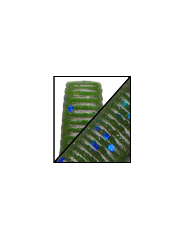 Senko 4" color 328 Watermelon Blue Flake