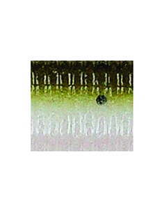 Senko 5" color 981 Green Pumpkin White Laminated