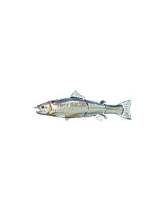 Real Bait Premiun color MS American Shad