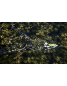 Lunkerhunt Prop Frog color... 2