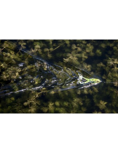 Lunkerhunt Prop Frog color Croaker