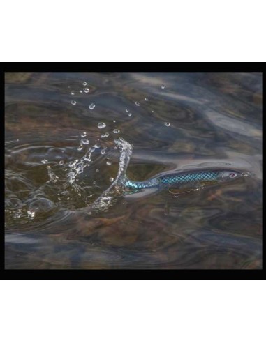 R2S Whopper Plopper 130 color Powder