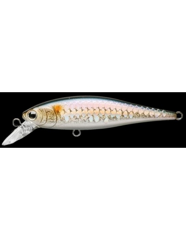 Pointer 100 color SW MS American Shad