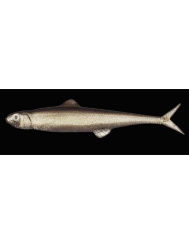 Last Ace 75 color 57 Trick Shad