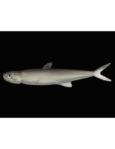 Last Ace 168 color 57 Trick Shad