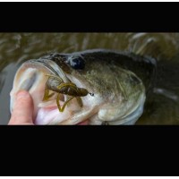 Zoom UV Speed Craw