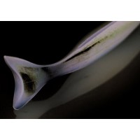 Deps Shudder Bait