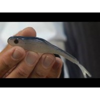 Tru Tungsten Depth Shad