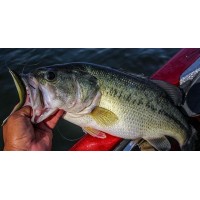 Gary Yamamoto D-Shad