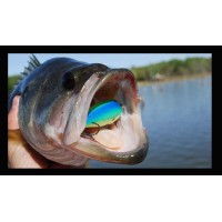Crankbaits