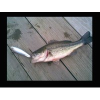Rapala Subwalk